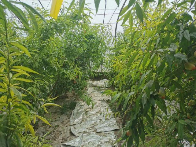 金塔县围绕农业产业结构优化调整,充分挖掘种植潜力,因地制宜发展