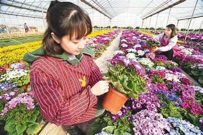 “花卉工厂”春满园