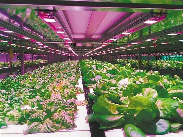 新鲜蔬菜也能工厂“造”?重庆首家智能化植物工厂开始批量产出!